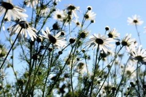 a131d793b6e9c07b3f1cb42d68044398